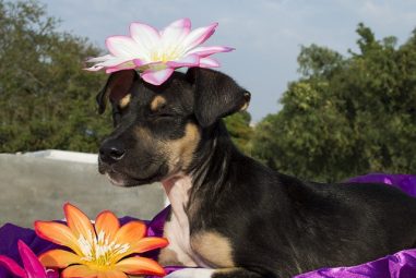 21 Cliché Dog Names You Should Avoid Naming Your Puppy